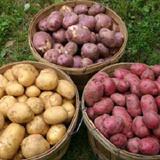 Посадъчен материал картофи