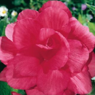 Begonia Double PINK