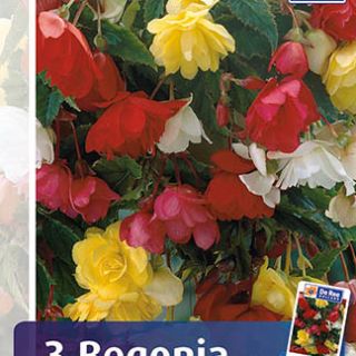 Begonia Pendula MIX - 3бр.