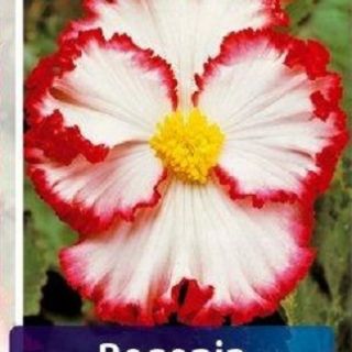 Begonia CRISPA MARGINATA WHITE/RED