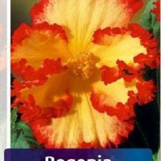 	 Begonia CRISPA MARGINATA YELLOW/RED