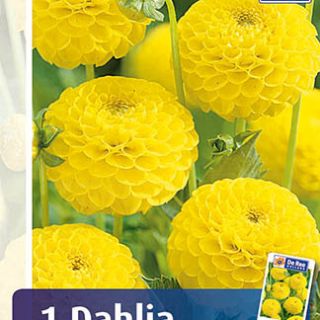 DAHLIA Pompon Deepest yellow