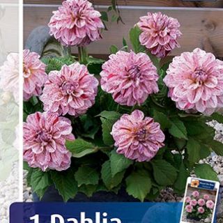 DAHLIA GO-GO САКСИЙНА Speckled