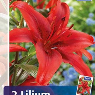 Lilium ASIATIC Red-1бр.