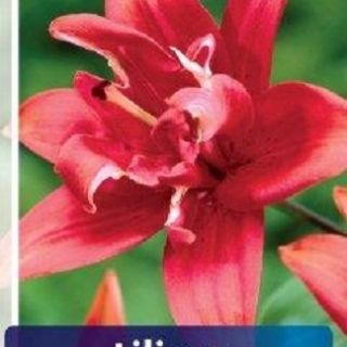 Lilium DOUBLE Red Twin