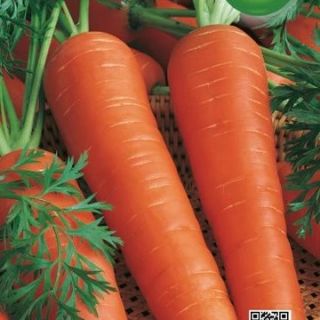 Моркови Lunga ROSSA