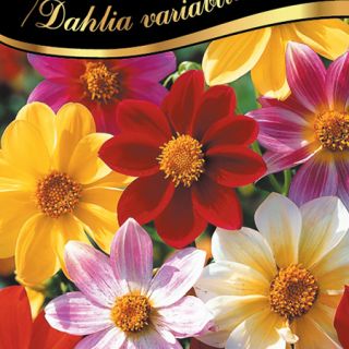 Далия Миньон/Dahlia variabilis /