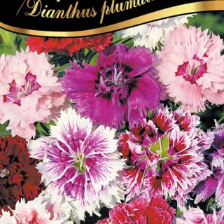 Карамфил нисък /Dianthus plumarius / 