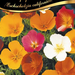 Калифорнийски мак /Eschscholzia californica /-0.3гр.-/около 150бр./ 