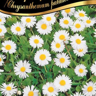 Маргаритка /Chrysanthemum paludosum /
