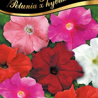 Петуния ниска /Petunia x hybrida/ 