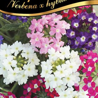 Върбинка/Verbena x hybrida/