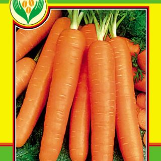  Моркови Нантски-около 2500 сем.