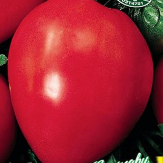 ДОМАТИ 'БИВОЛСКО СЪРЦЕ червено'-0.3гр.