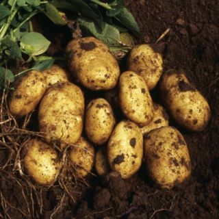 Посадъчен материал картофи