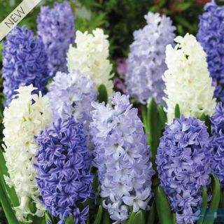 Зюмбюли BLUE/WHITE MIX-12бр.