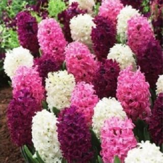 Зюмбюли PURPLE/PINK MIX-12бр.