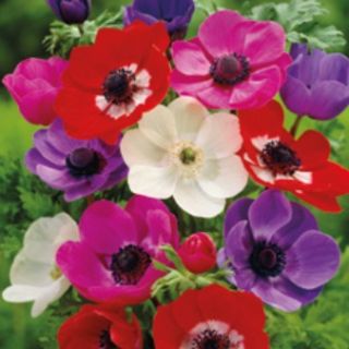 Anemone Cor. De Caen Mixed-10бр