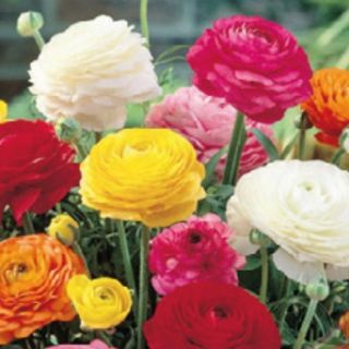 Ranunculus MIX -10бр.