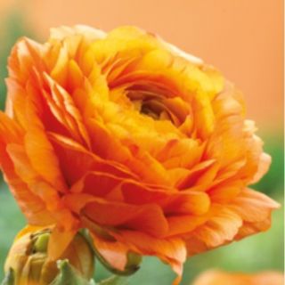 Ranunculus ORANGE -10бр.