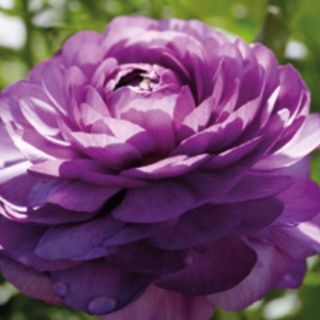 Ranunculus PURPLE -10бр. 