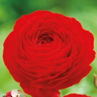 Ranunculus RED -10бр.