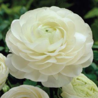 Ranunculus WHITE -10бр.