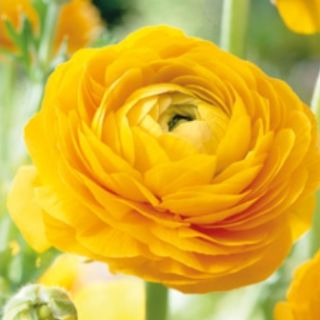 Ranunculus YELLOW -10бр.