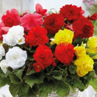 Begonia Double MIX-3бр.