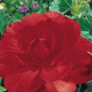 Begonia Double RED