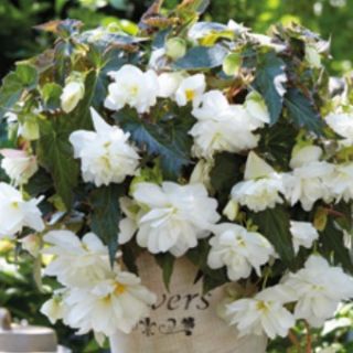 Begonia Double Pendula  White  