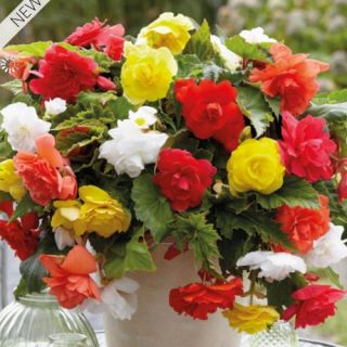 Бегонии Giant Pendula mix-3бр.