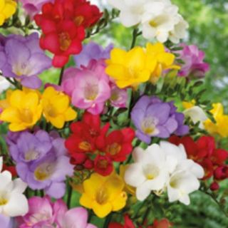 Фрезия Single Mixed-15бр