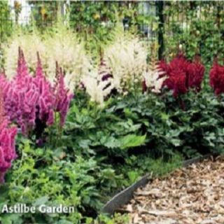 Astilbe MIX - 5бр.