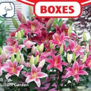 Lilium GARDEN-10бр.