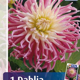 DAHLIA Cactus Stars Favourite