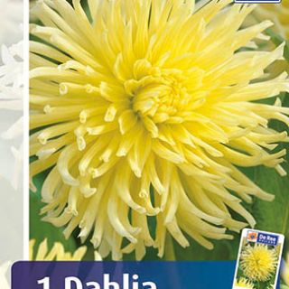 DAHLIA Cactus Yellow Star