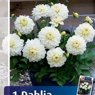 DAHLIA GO-GO САКСИЙНА White