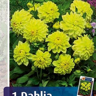 DAHLIA GO-GO САКСИЙНА Yellow