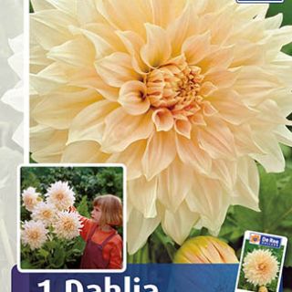 DAHLIA Едроцветна Cafe au Lait