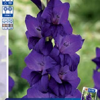 Гладиол Purple Flora