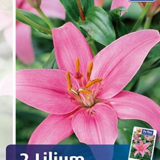 Lilium ASIATIC Pink-1бр.