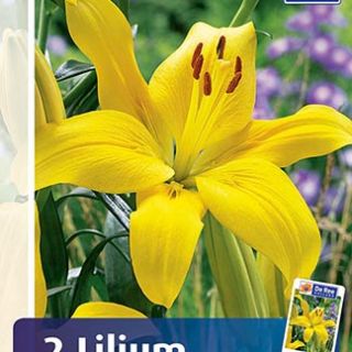 Lilium ASIATIC Yellow-1бр.