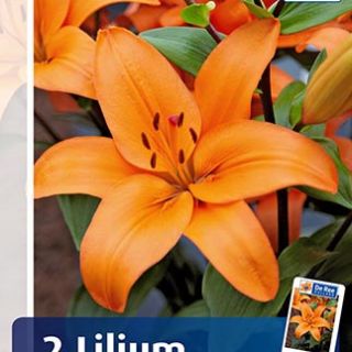Lilium ASIATIC Orange-1бр.