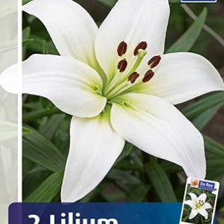 Lilium ASIATIC White-1бр.