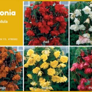 Шоубокс BG09 БЕГОНИИ ПЕНДУЛА ДАБЪЛ-100бр. Шоубокс BG09 БЕГОНИИ ПЕНДУЛА ДАБЪЛ-100бр.