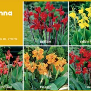 Шоубокс CAN01 - КАНИ - 100бр Шоубокс CAN01 - КАНИ - 100бр