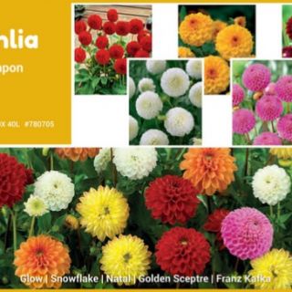 Шоубокс DA03-Далия ПОМПОН -100бр. Шоубокс DA03-Далия ПОМПОН -100бр.