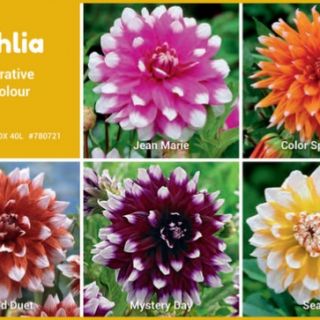 Шоубокс DAHLIA DECORATIVE BICOLOR-100бр. Шоубокс DAHLIA DECORATIVE BICOLOR-100бр.