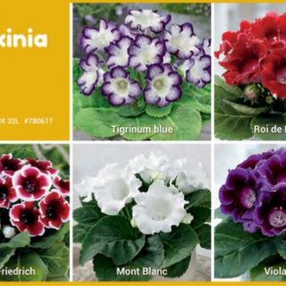 Шоубокс GLOXINIA-GL1 /Каменно цвете/- 5х20бр Шоубокс GLOXINIA-GL1 /Каменно цвете/- 5х20бр